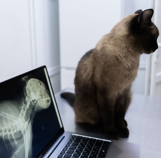 Photo for (EKG) Electrocardiogram at German Flatts Veterinary Clinic