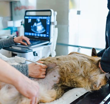 Photo for (EKG) Electrocardiogram at German Flatts Veterinary Clinic