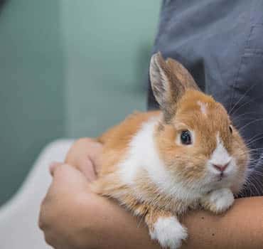 Photo for Wellness care for furred, feathered and scaled friends. at German Flatts Veterinary Clinic