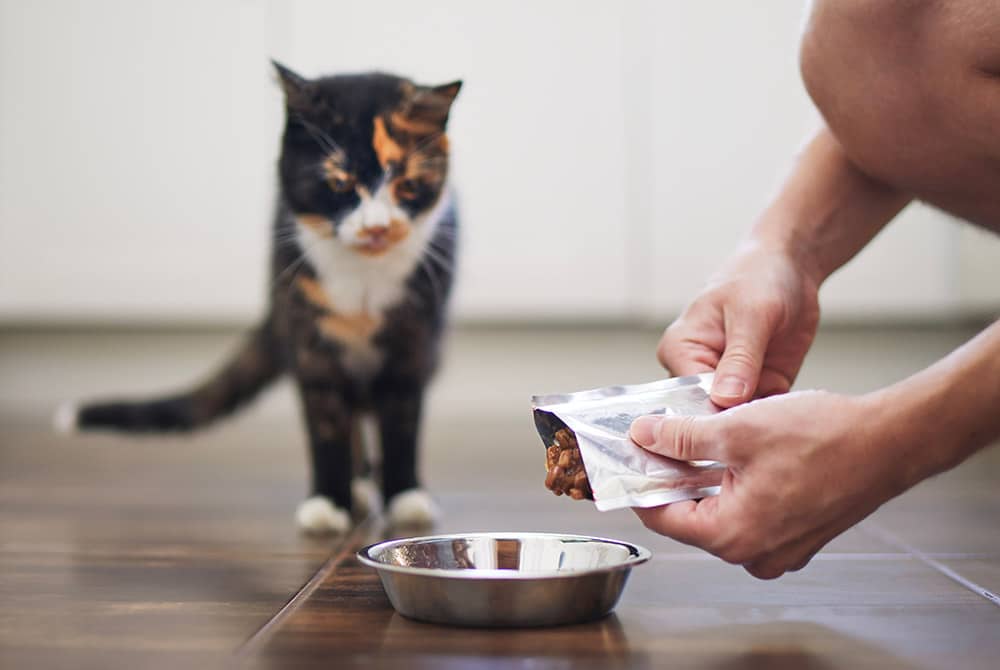 Photo for Monitor Your Pet at German Flatts Veterinary Clinic