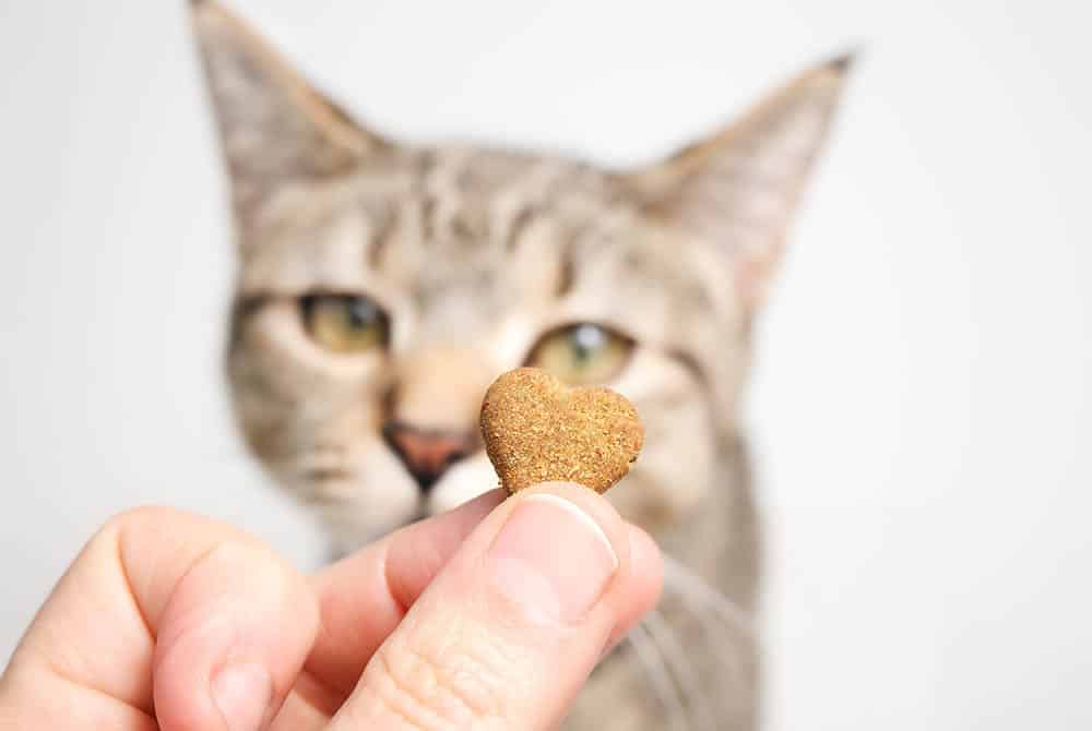 Photo for Prescriptions and Convenience at German Flatts Veterinary Clinic