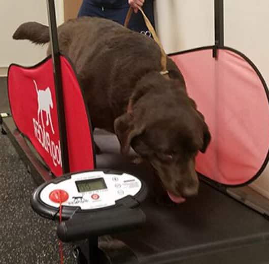 Photo for Improving Life and Happiness at German Flatts Veterinary Clinic