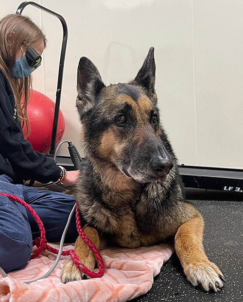 Photo for Your Pet’s Therapy Plan at German Flatts Veterinary Clinic