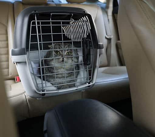Photo for OFA Testing at German Flatts Veterinary Clinic