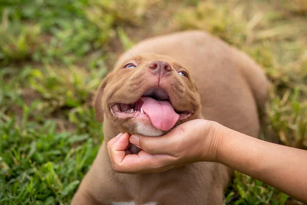 Photo for Parasite Prevention at German Flatts Veterinary Clinic