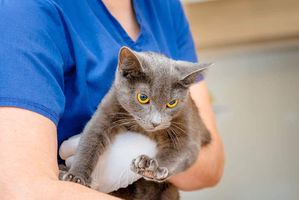Photo for Feline at German Flatts Veterinary Clinic