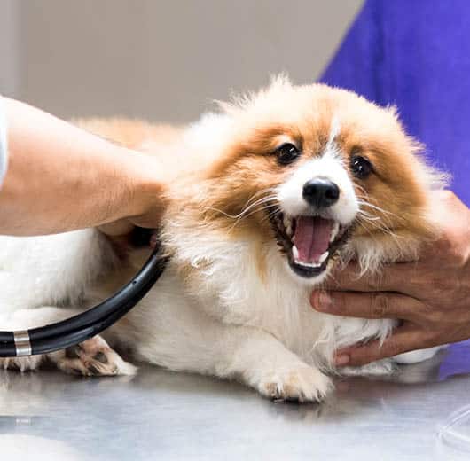 Photo for Better care for the pets who mean the most. at German Flatts Veterinary Clinic
