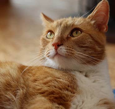 Photo for Better care for the pets who mean the most. at German Flatts Veterinary Clinic